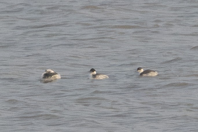 Eared Grebe - ML646114186