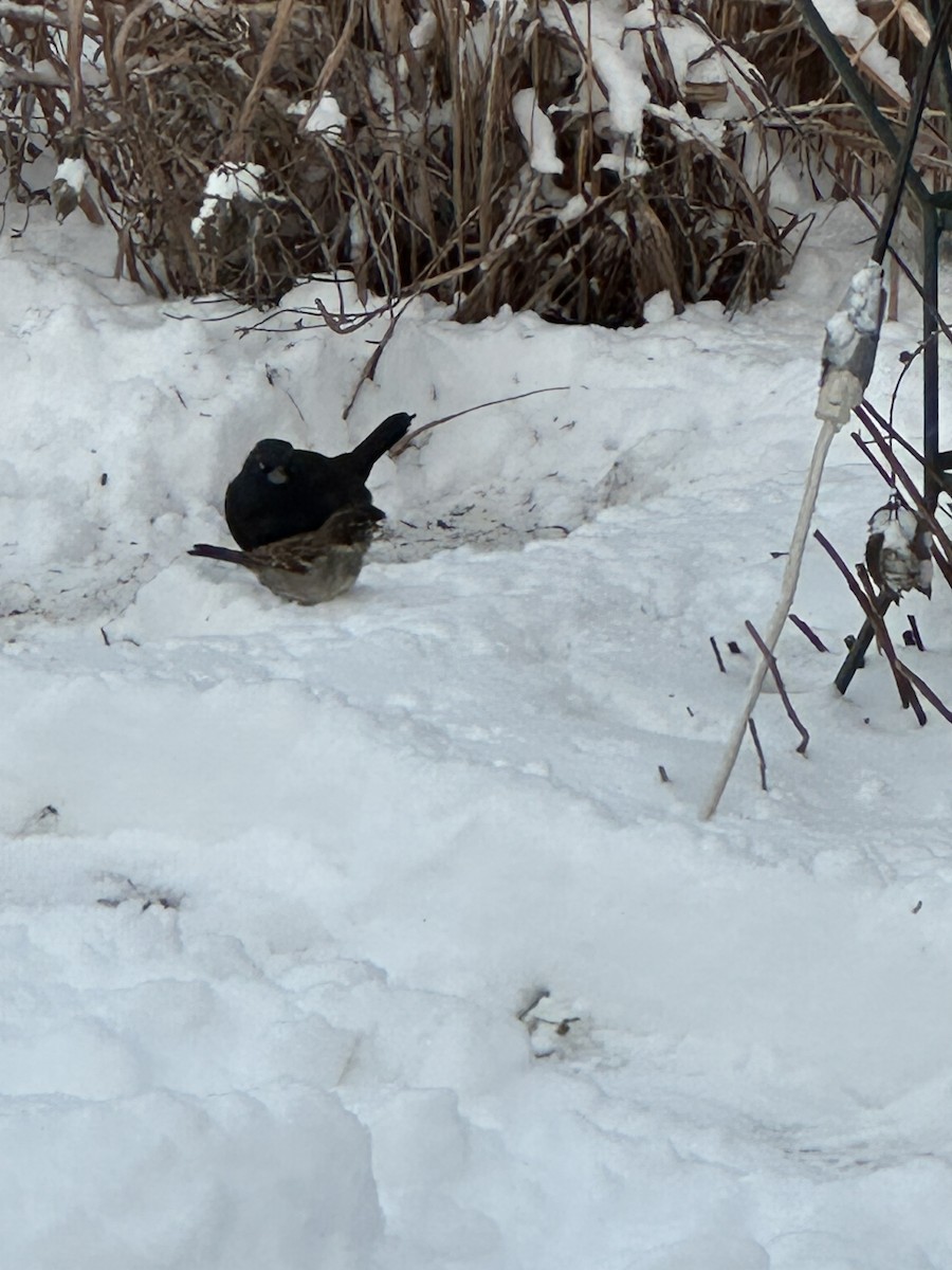 Common Grackle - ML646114190