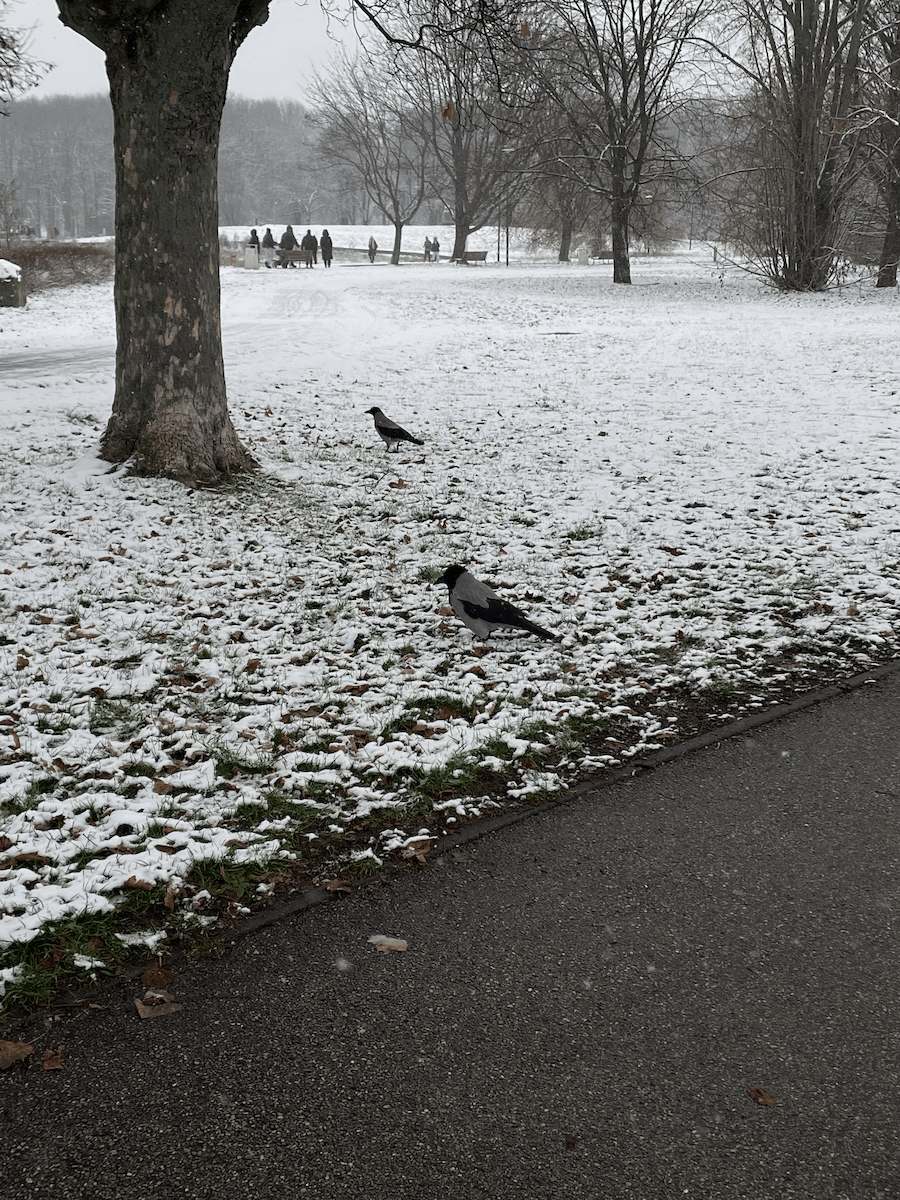 Hooded Crow - ML646114191