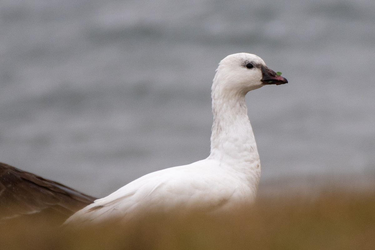 Ross's Goose - ML646114197