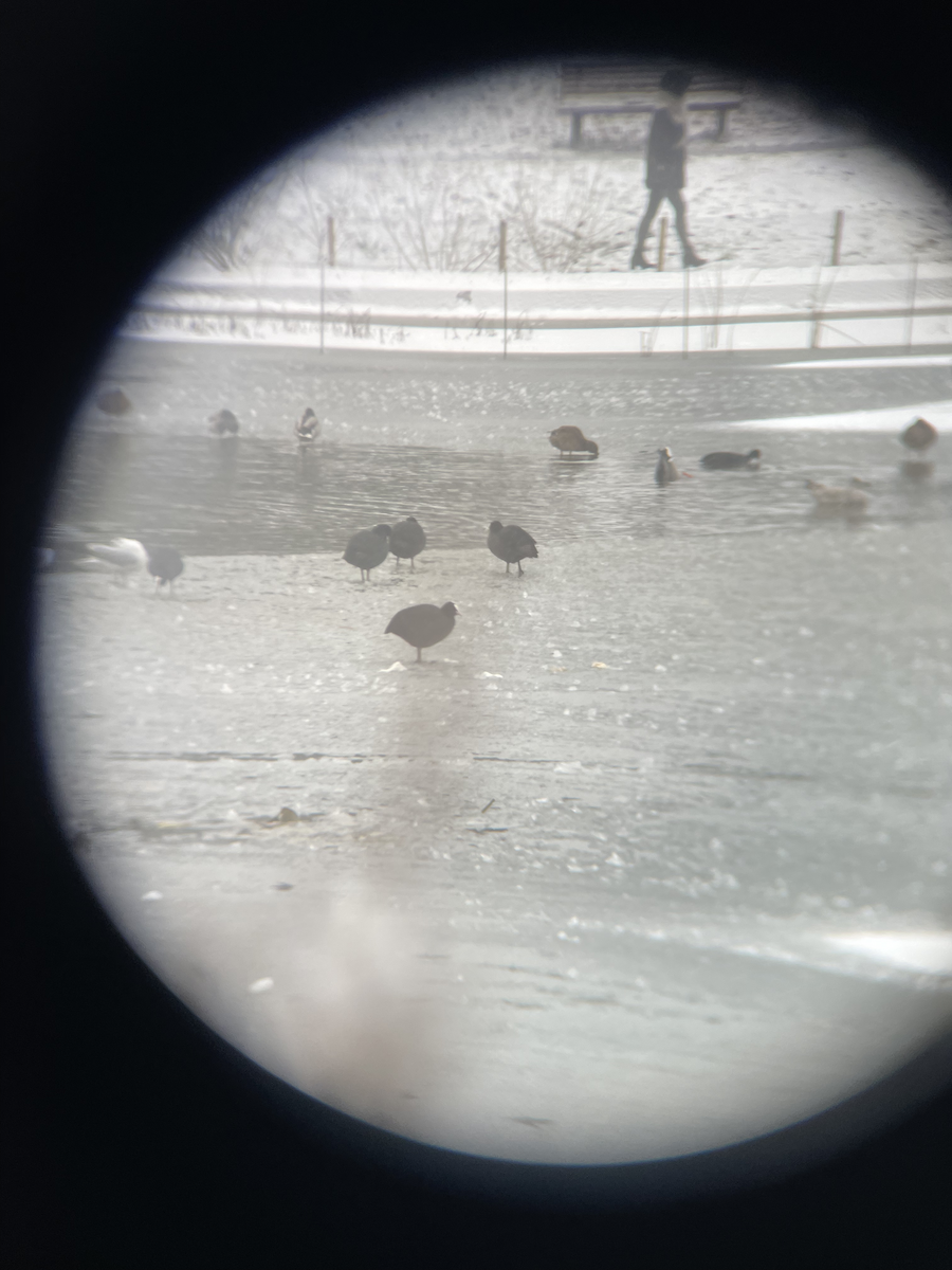 Eurasian Coot - ML646114202