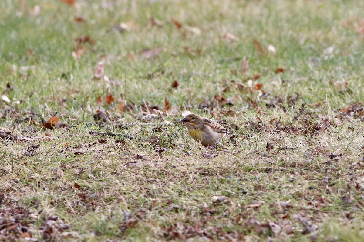 Dickcissel - ML646114203
