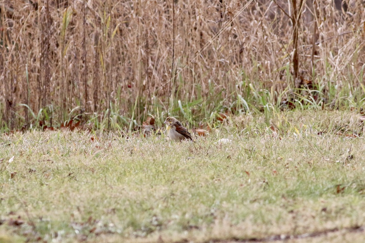 Dickcissel - ML646114204
