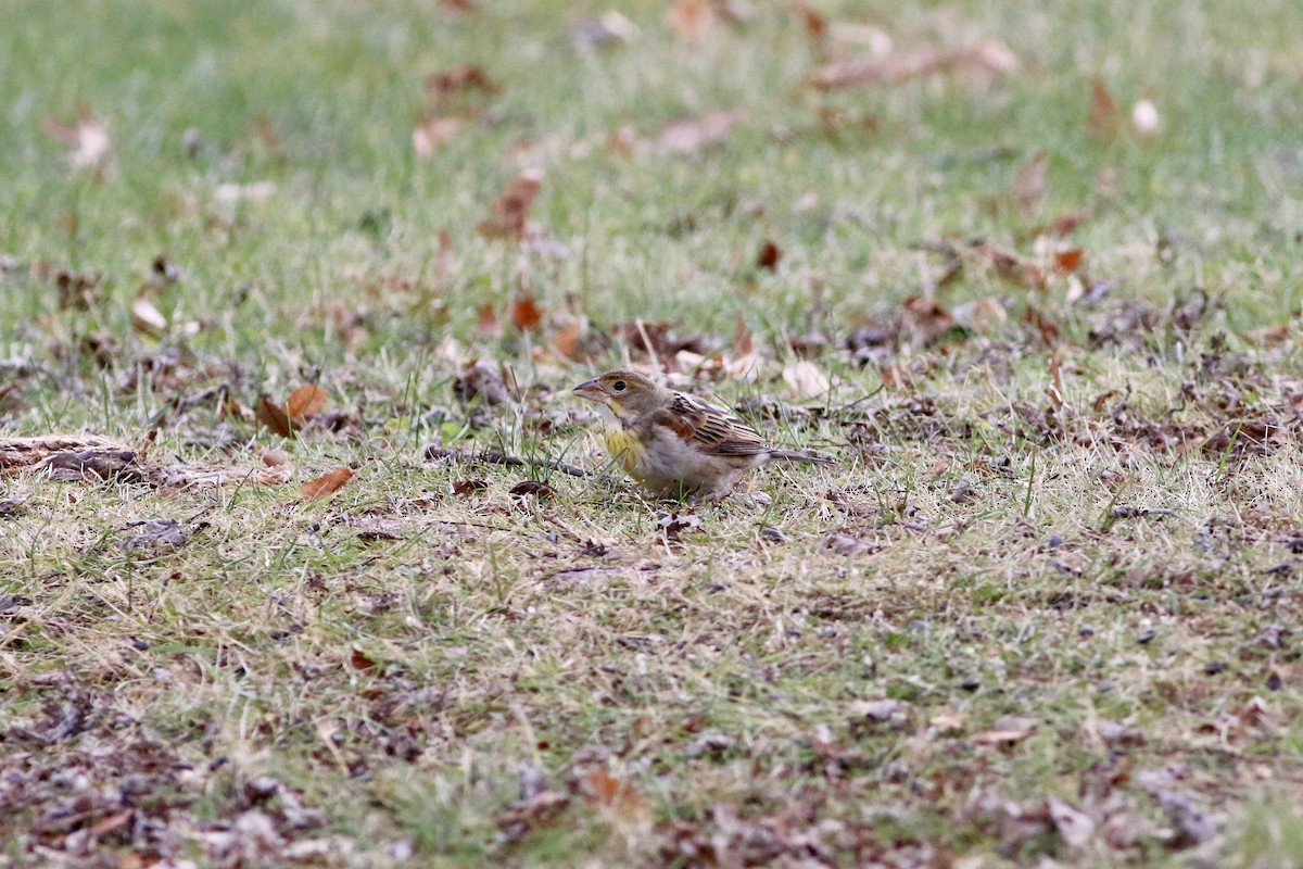 Dickcissel - ML646114205