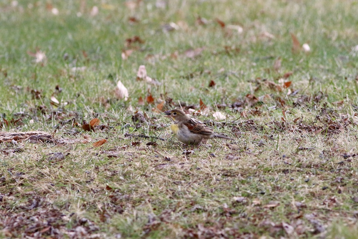 Dickcissel - ML646114206
