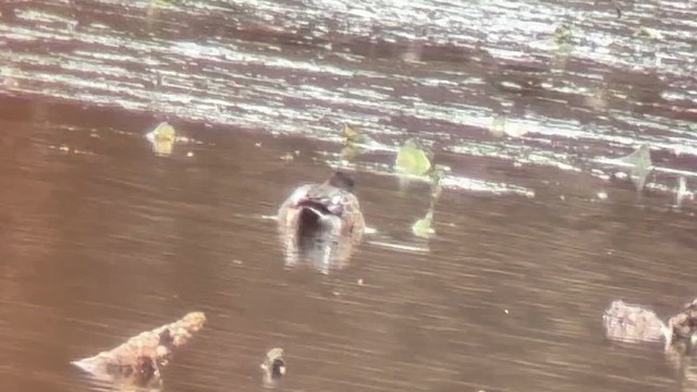 Northern Shoveler - ML646114208