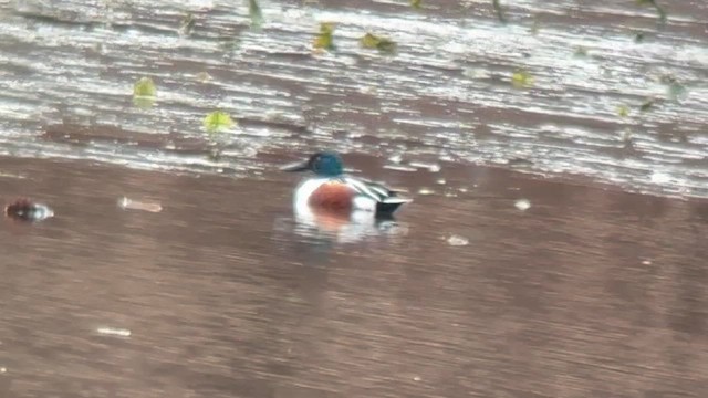Northern Shoveler - ML646114209