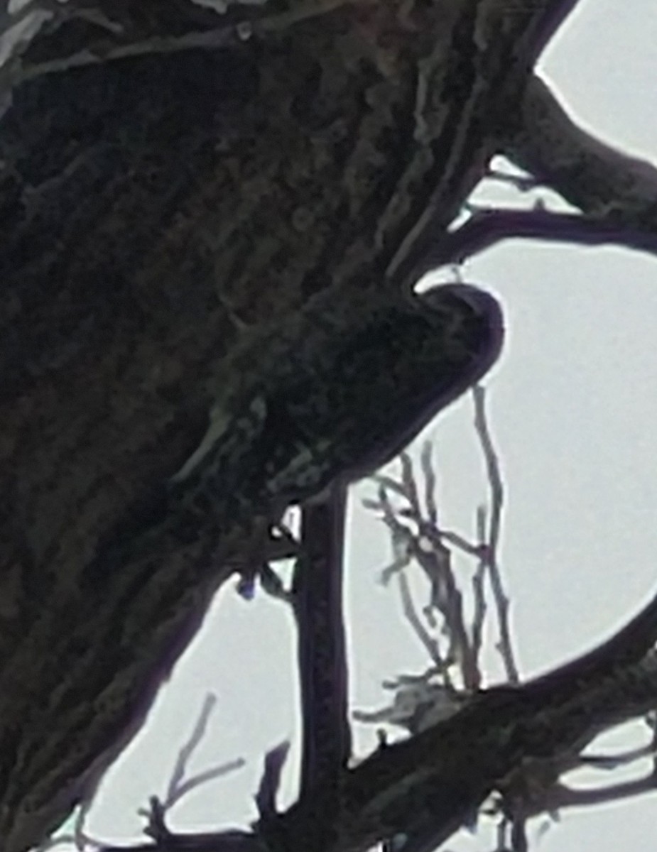 Yellow-bellied Sapsucker - ML646114210