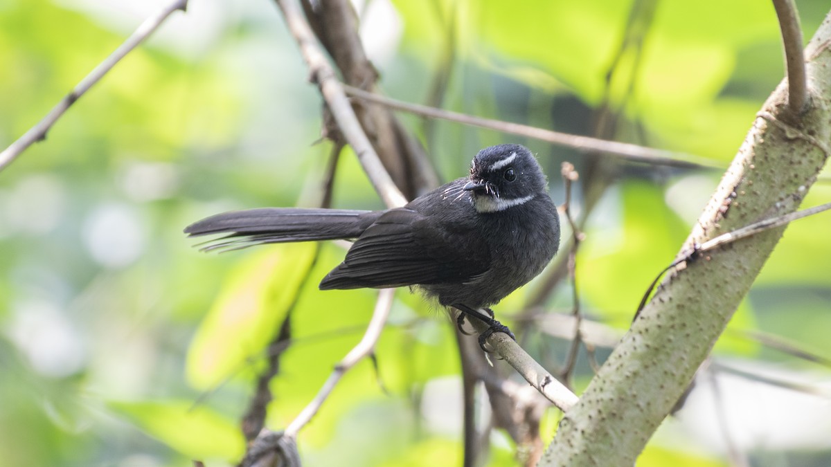 White-throated Fantail - ML646114212