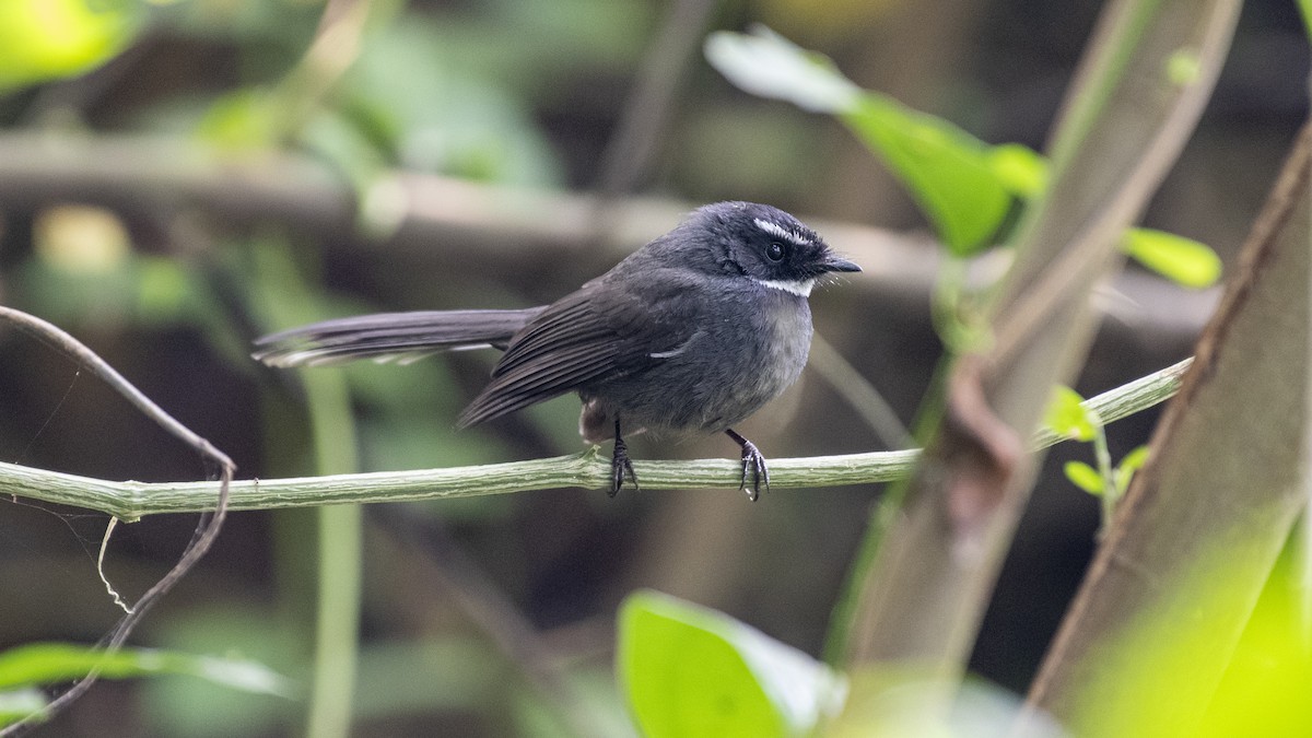 White-throated Fantail - ML646114213