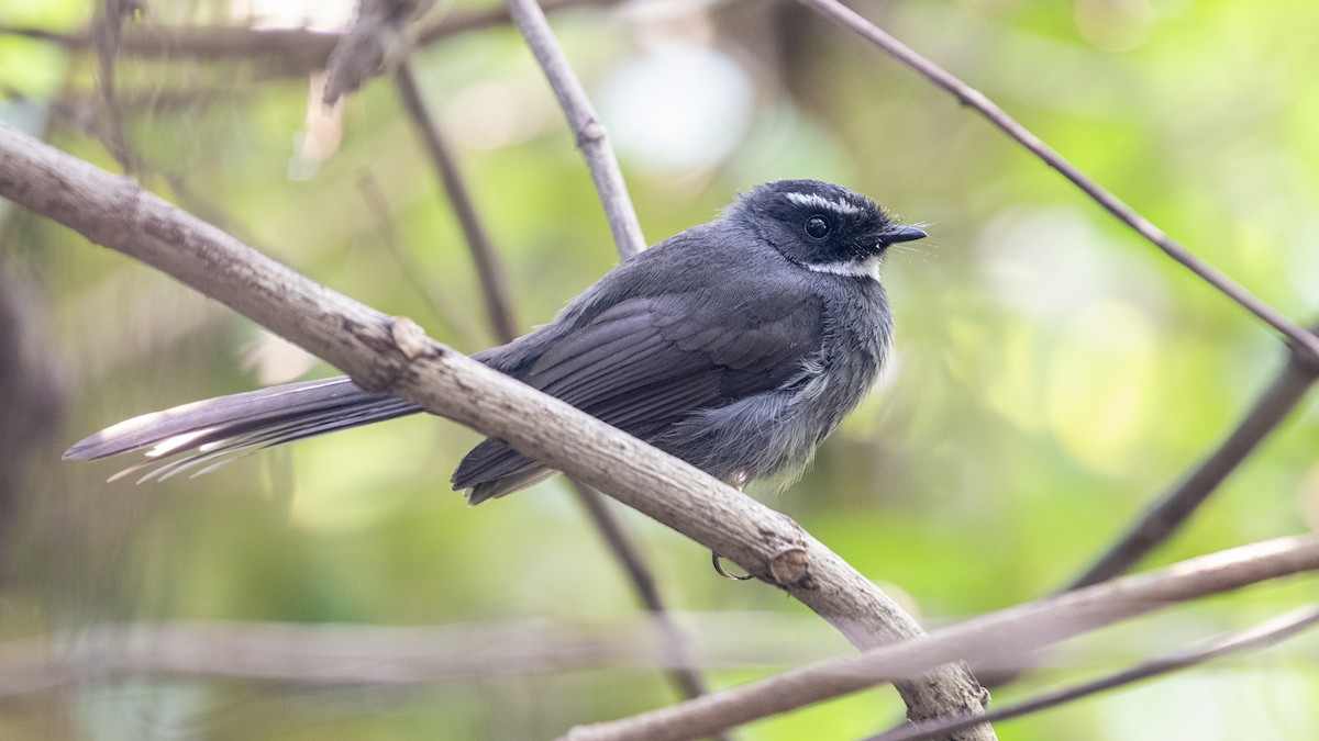 White-throated Fantail - ML646114214