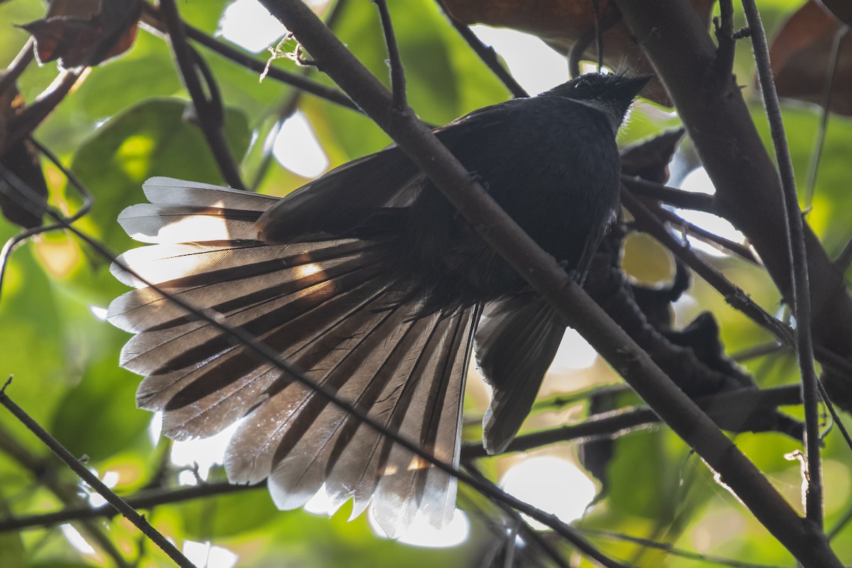 White-throated Fantail - ML646114215