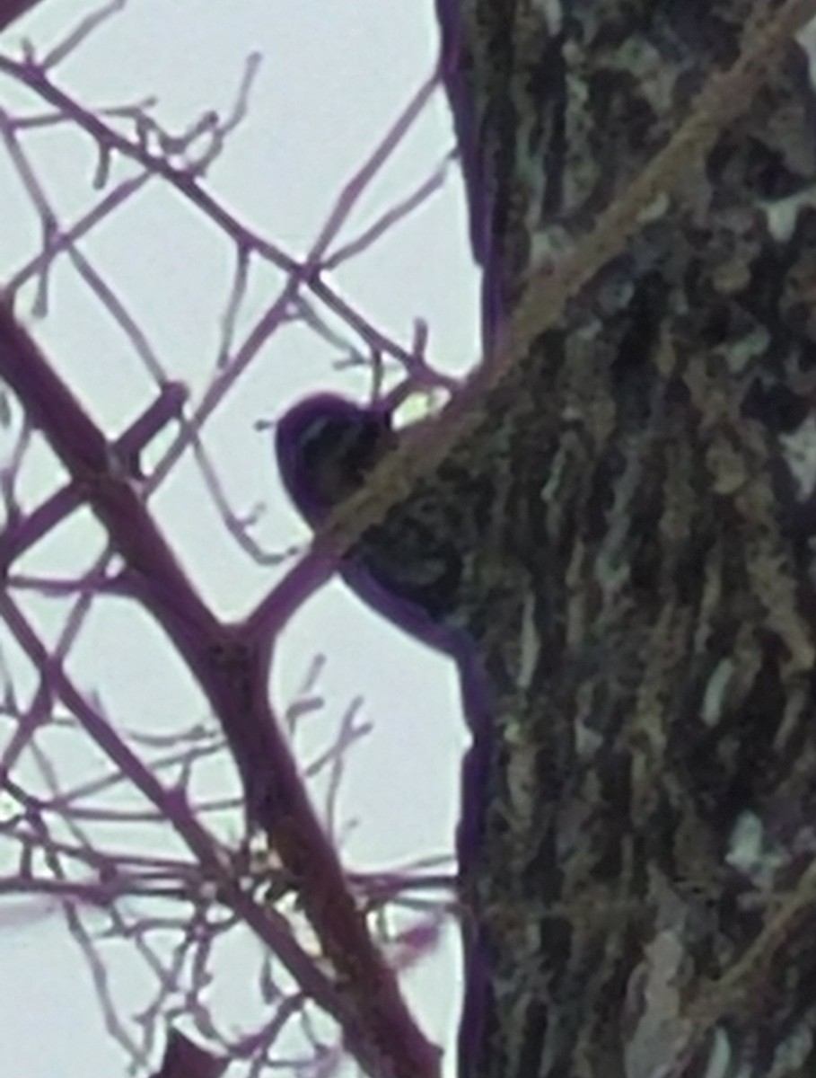 Yellow-bellied Sapsucker - ML646114216