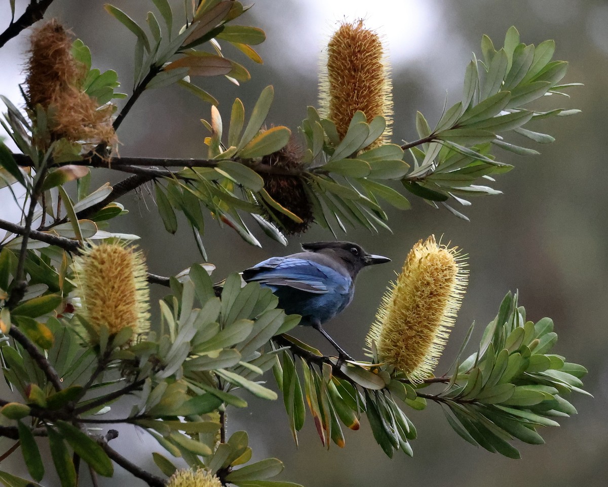 Steller's Jay (Coastal) - ML646114217