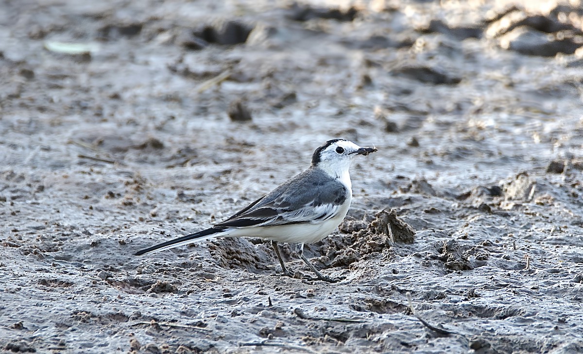 White Wagtail - ML646114222