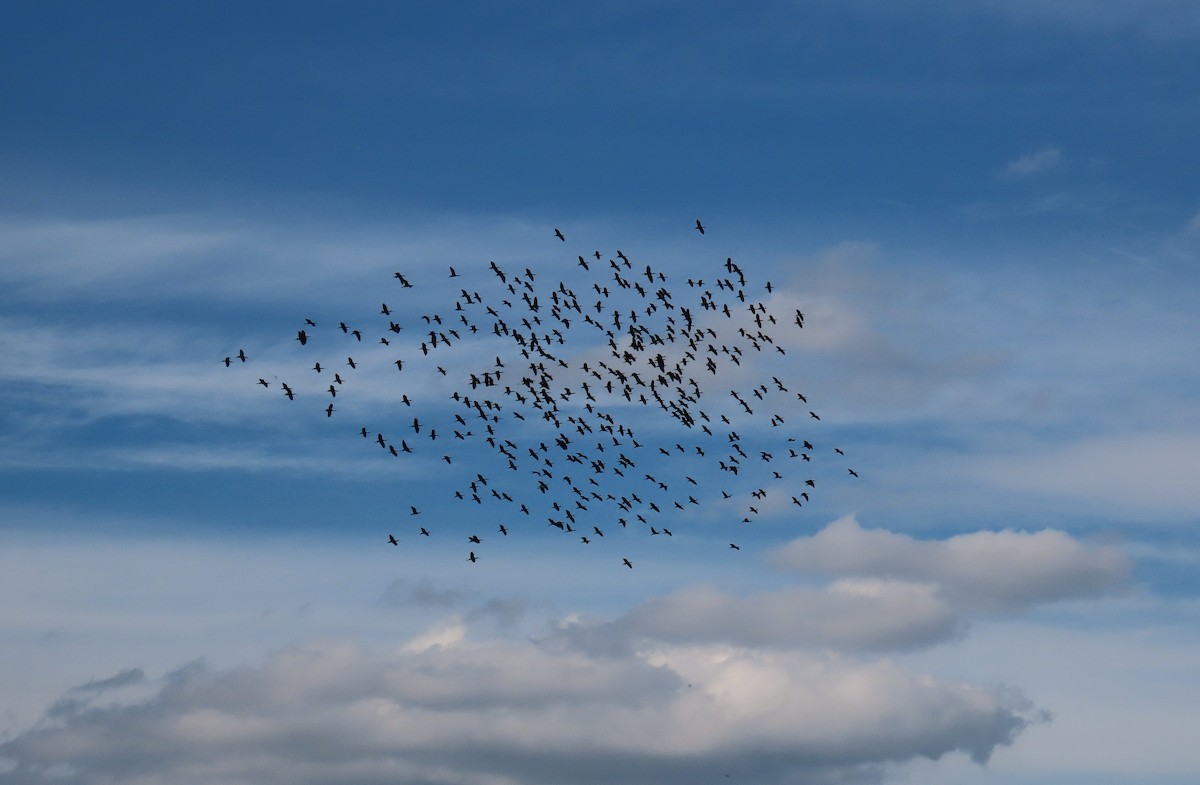 Glossy Ibis - ML646114233