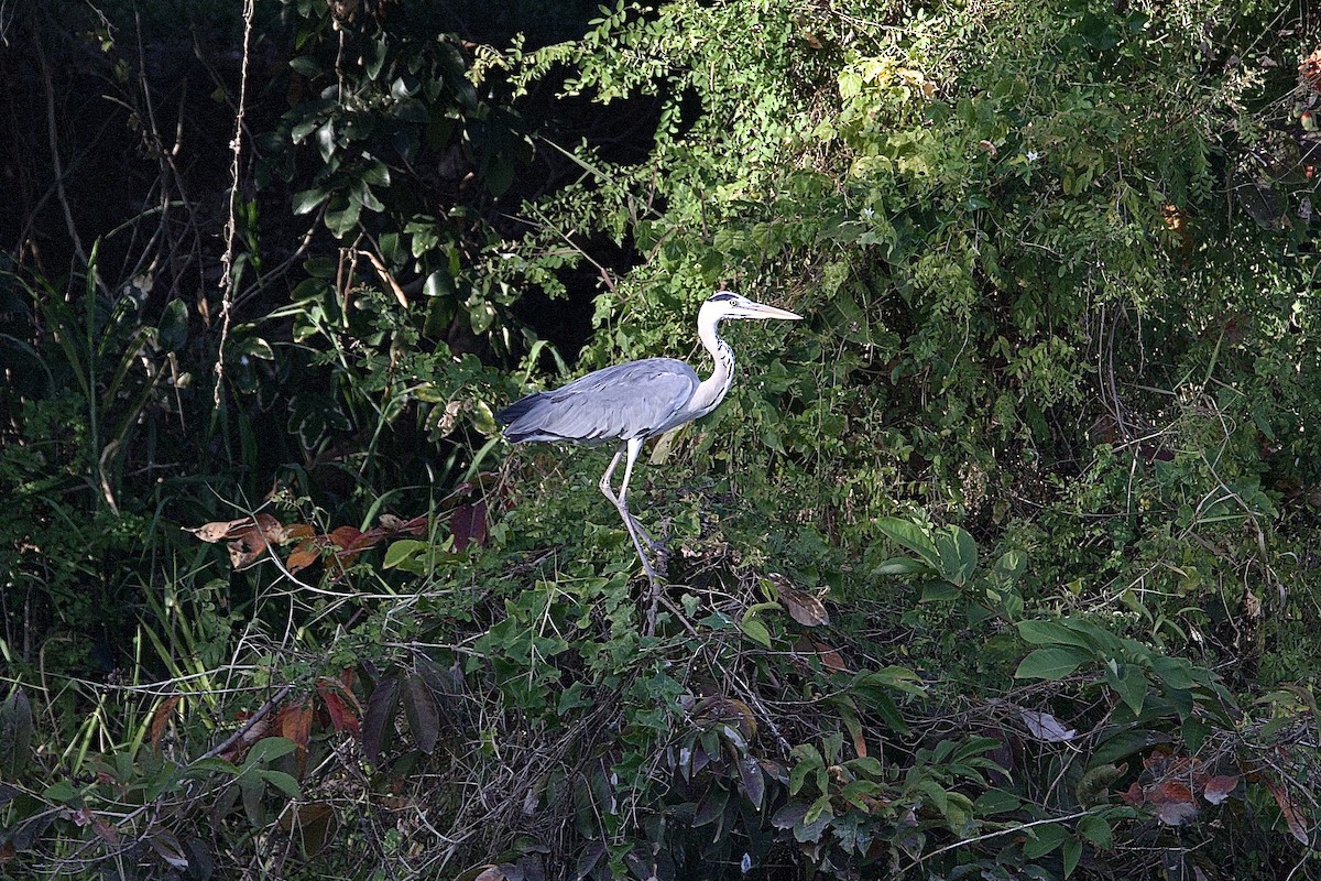 Gray Heron - ML646114235