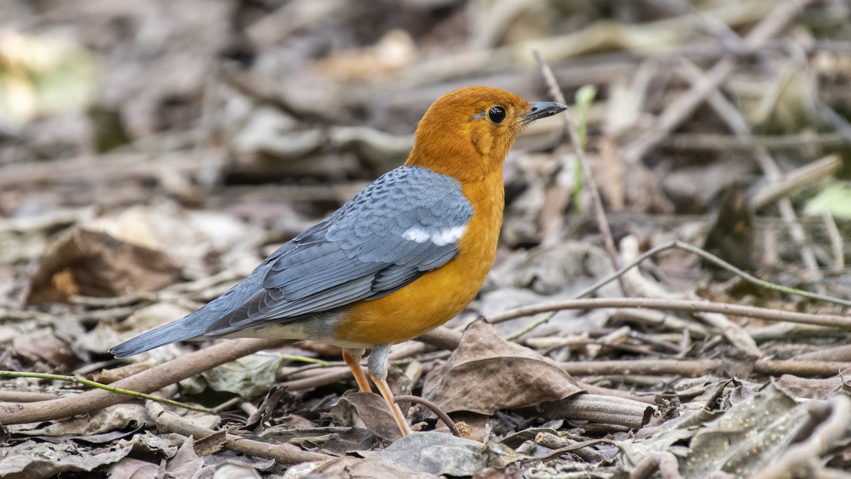 Orange-headed Thrush - ML646114236