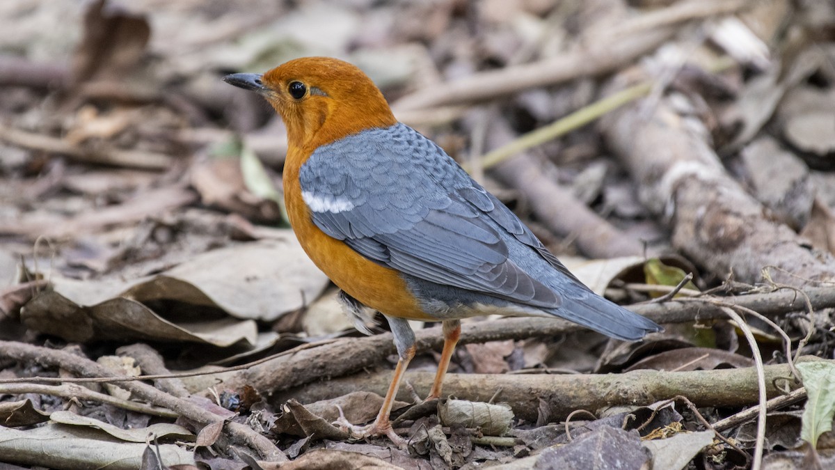Orange-headed Thrush - ML646114237