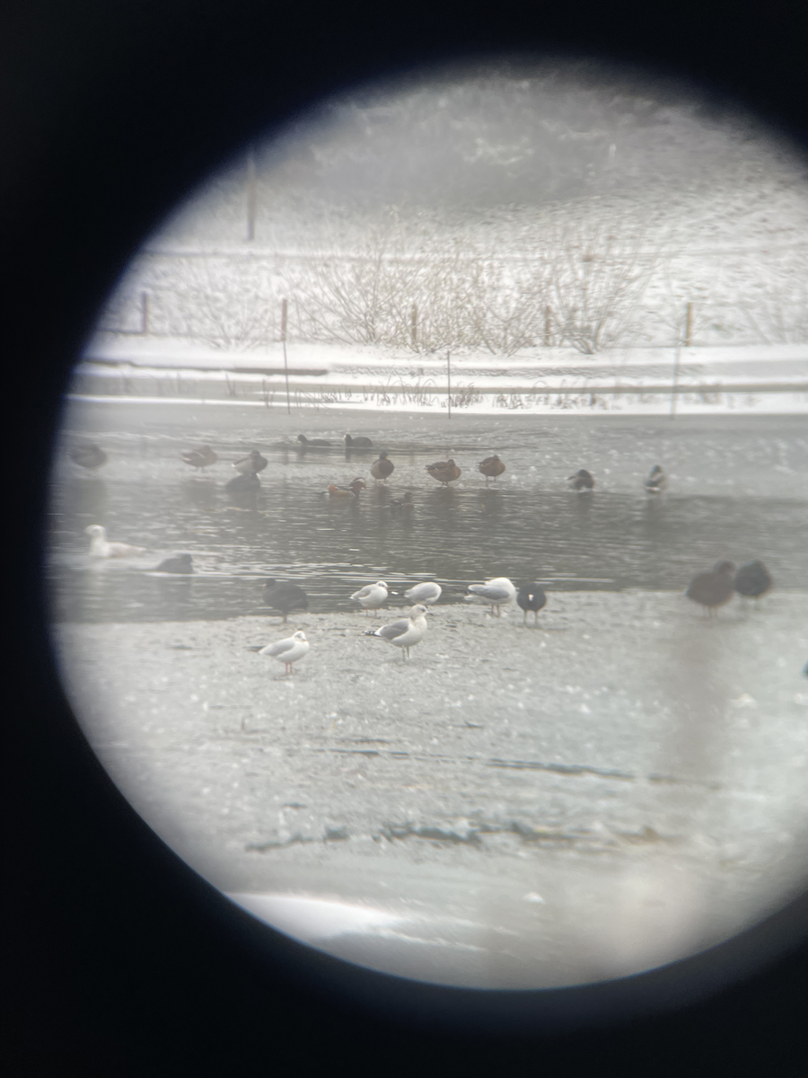 Eurasian Coot - ML646114238