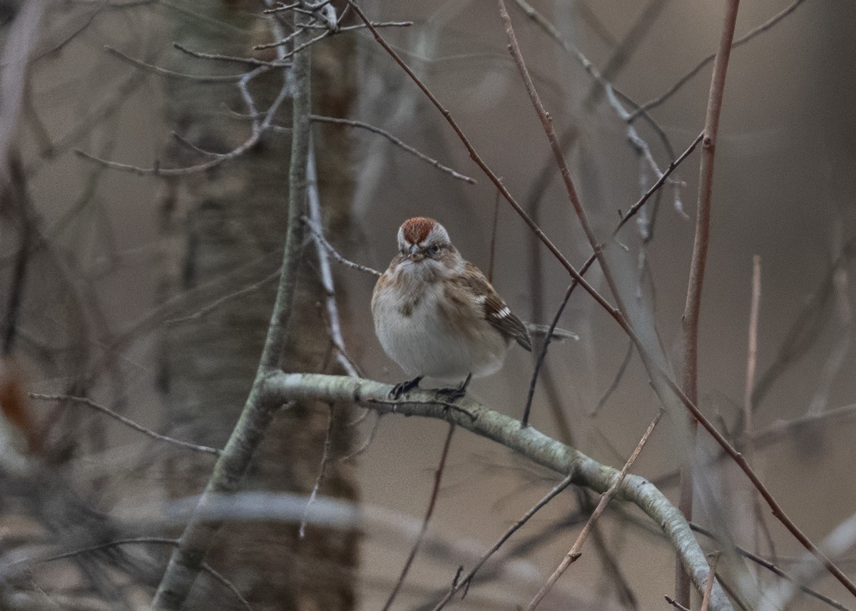 Пасовник північний - ML646114239