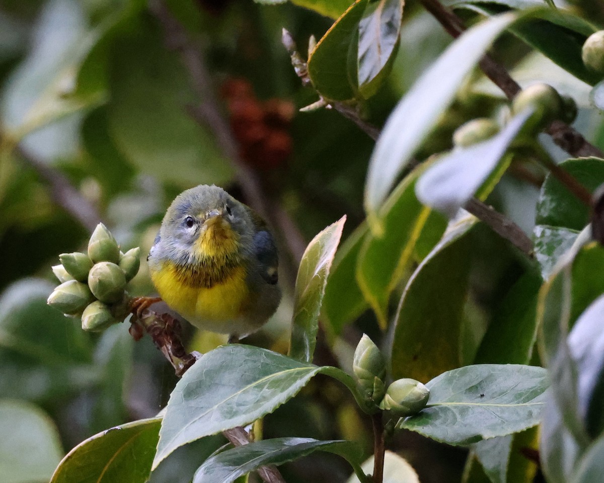 Northern Parula - ML646114242