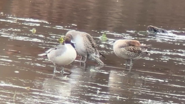 Northern Pintail - ML646114246
