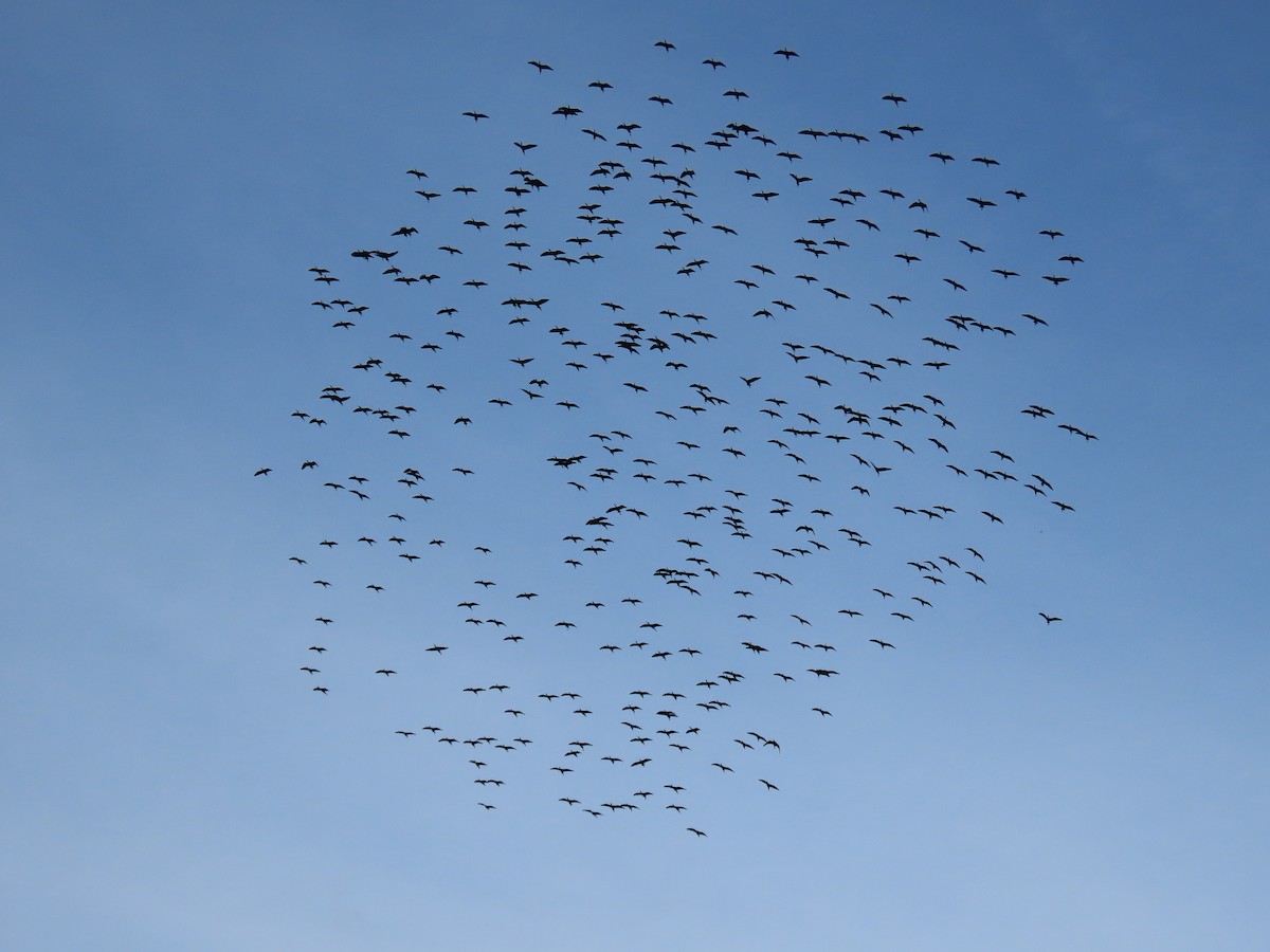 Glossy Ibis - ML646114247
