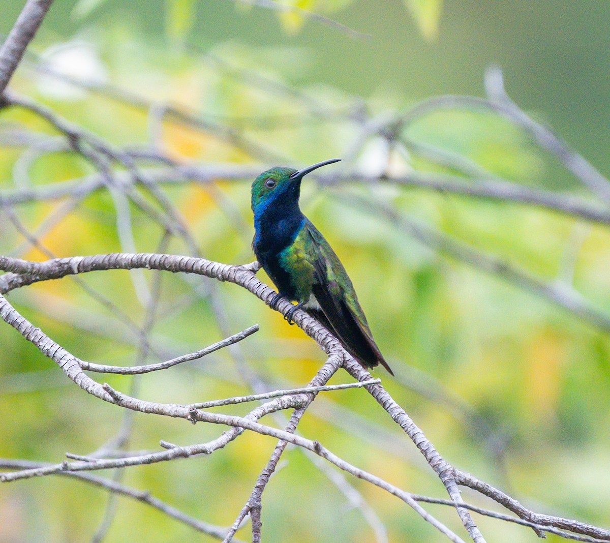 kolibřík tropický - ML646114250