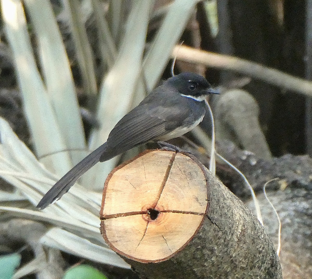 Malaysian Pied-Fantail - ML646114252