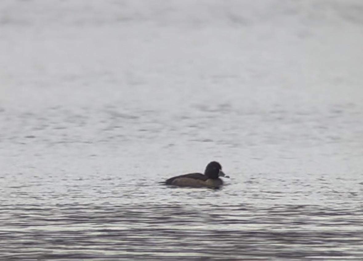 duck sp. - ML646114262