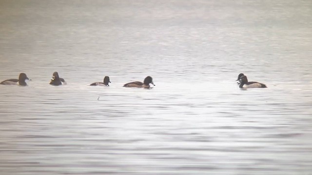 Anatinae sp. - ML646114263