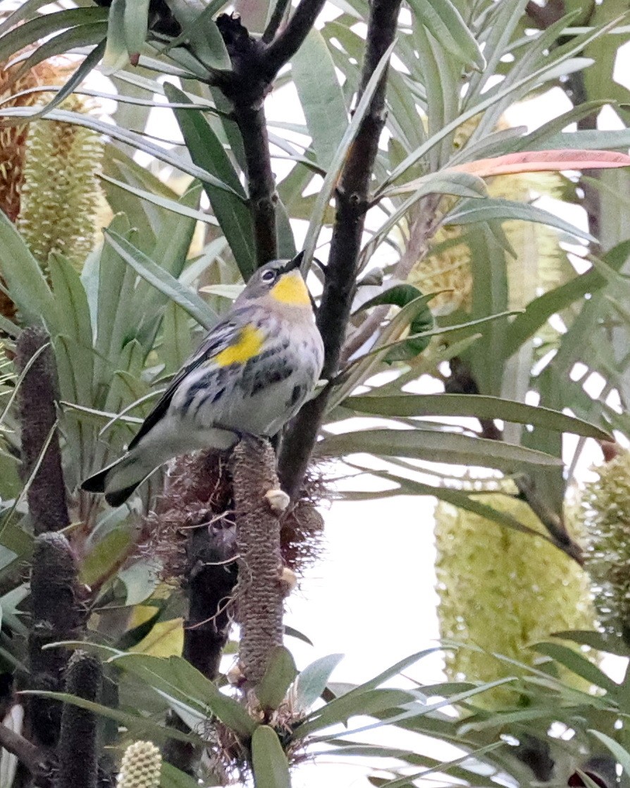Yellow-rumped Warbler - ML646114264