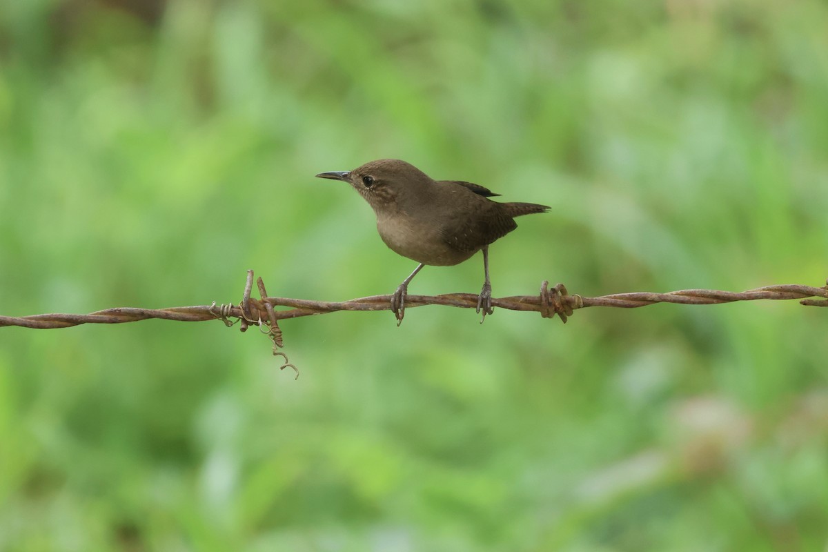 Southern House Wren - ML646114266