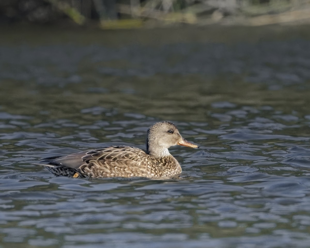 Gadwall - ML646114268