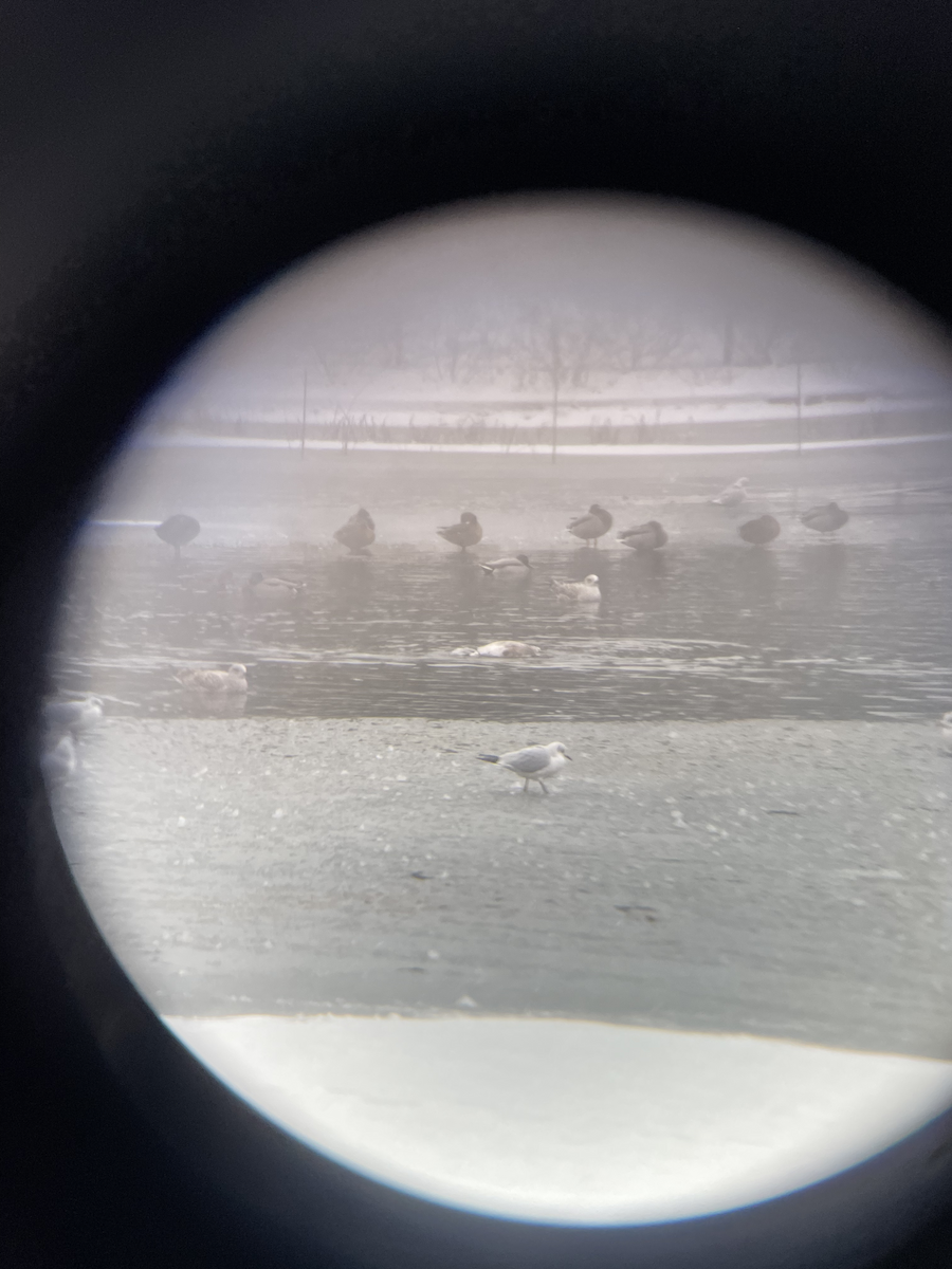 Common Gull - ML646114270