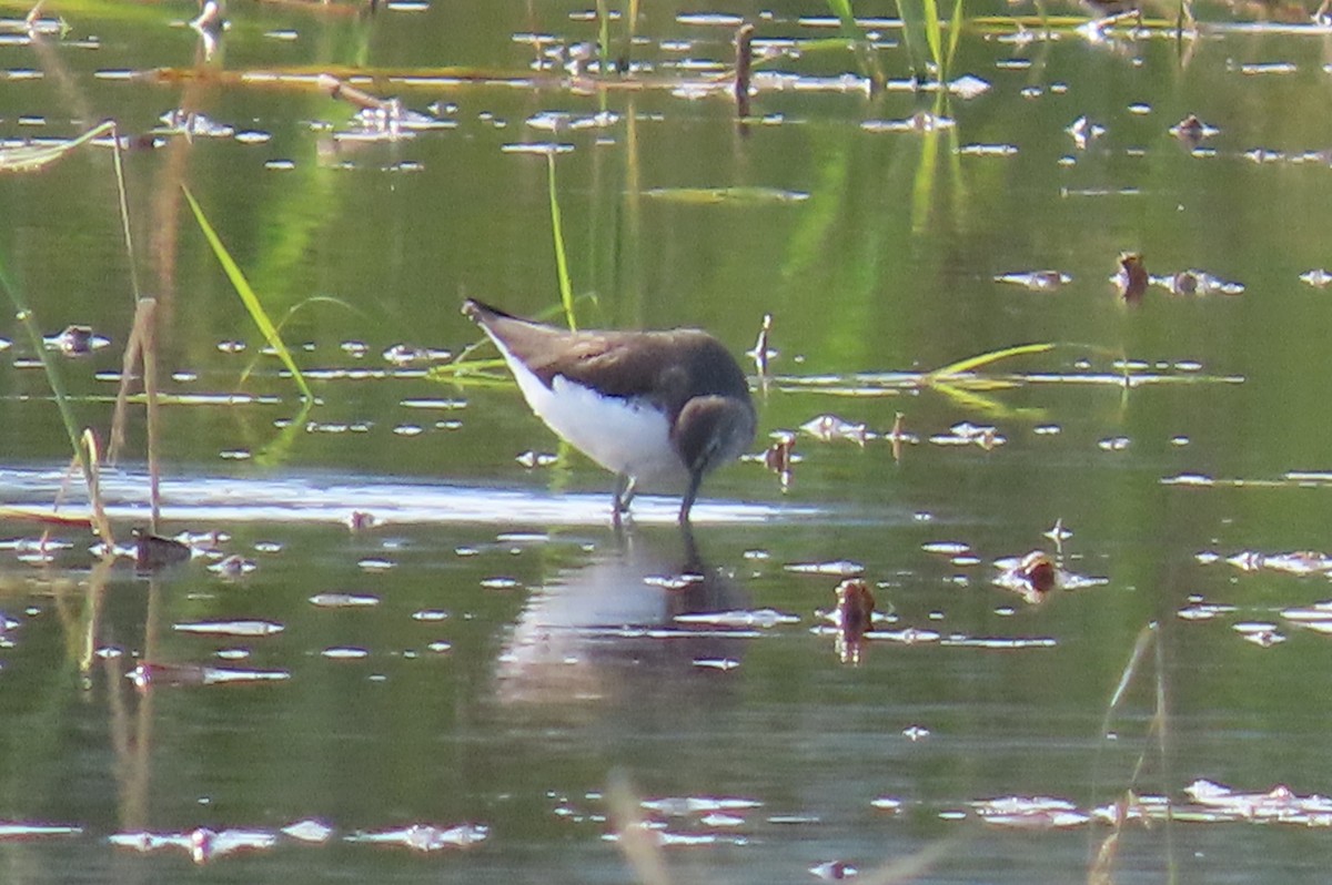 Green Sandpiper - ML646114271
