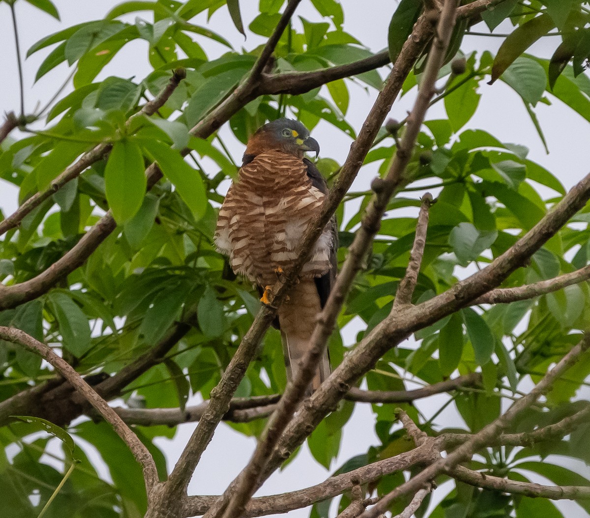 Hook-billed Kite - ML646114272