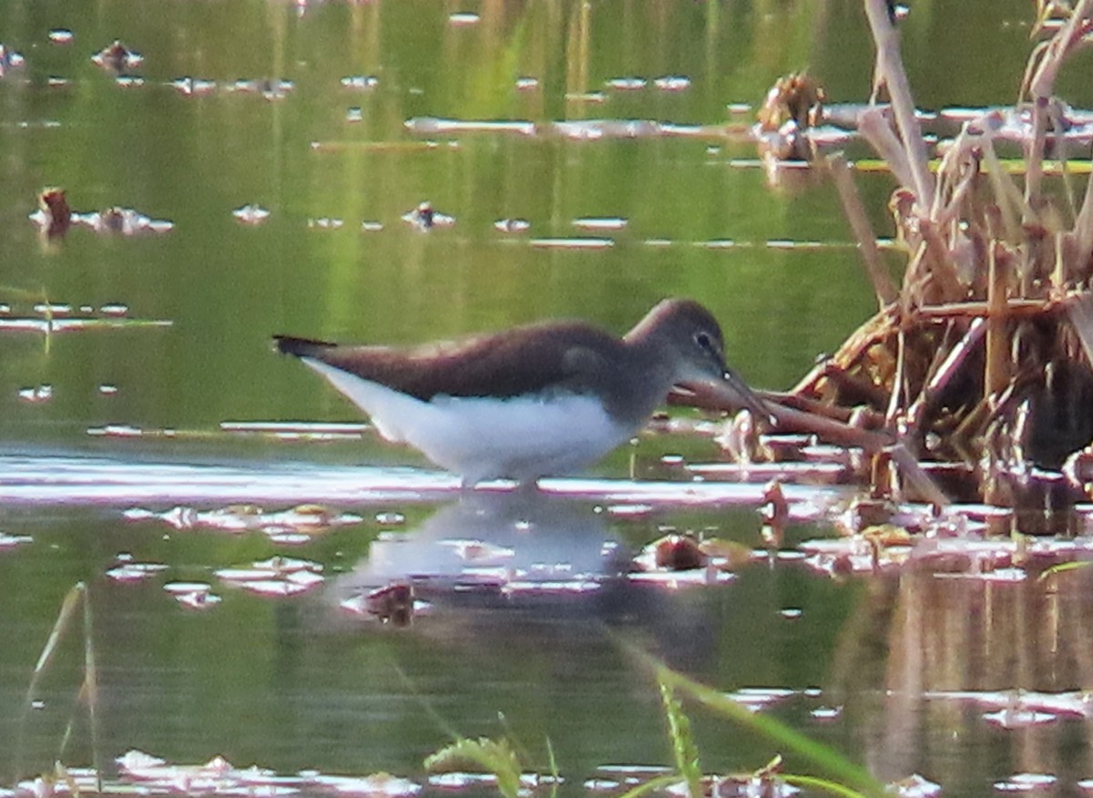 Green Sandpiper - ML646114273
