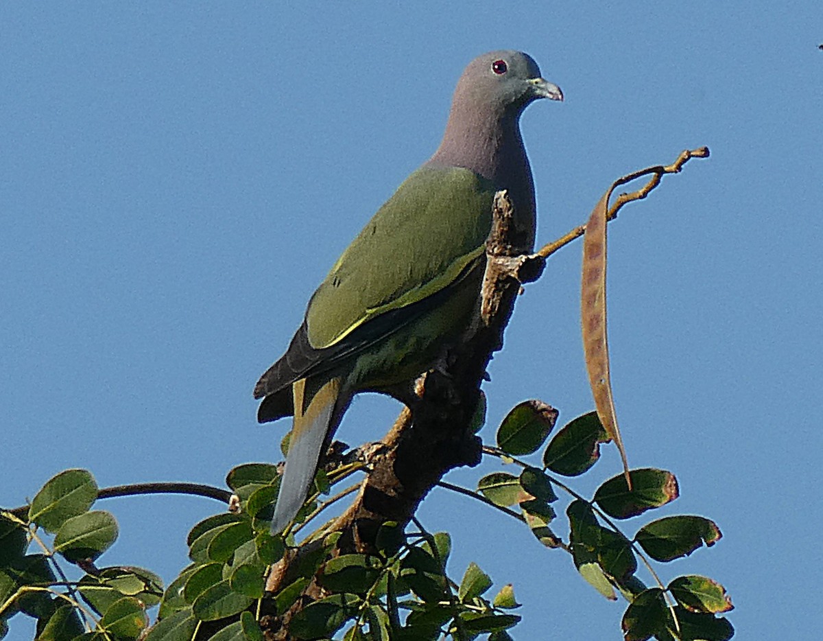 Pink-necked Green-Pigeon - ML646114274