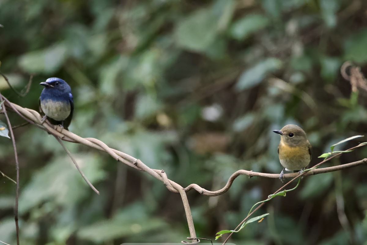 Hainan Blue Flycatcher (Blue-breasted) - ML646114275