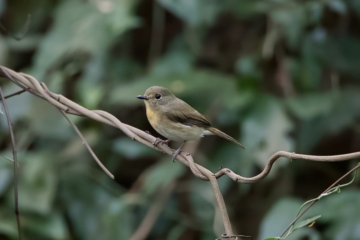 Hainan Blue Flycatcher (Blue-breasted) - ML646114276