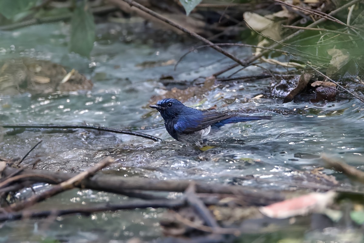 Hainan Blue Flycatcher (Blue-breasted) - ML646114277