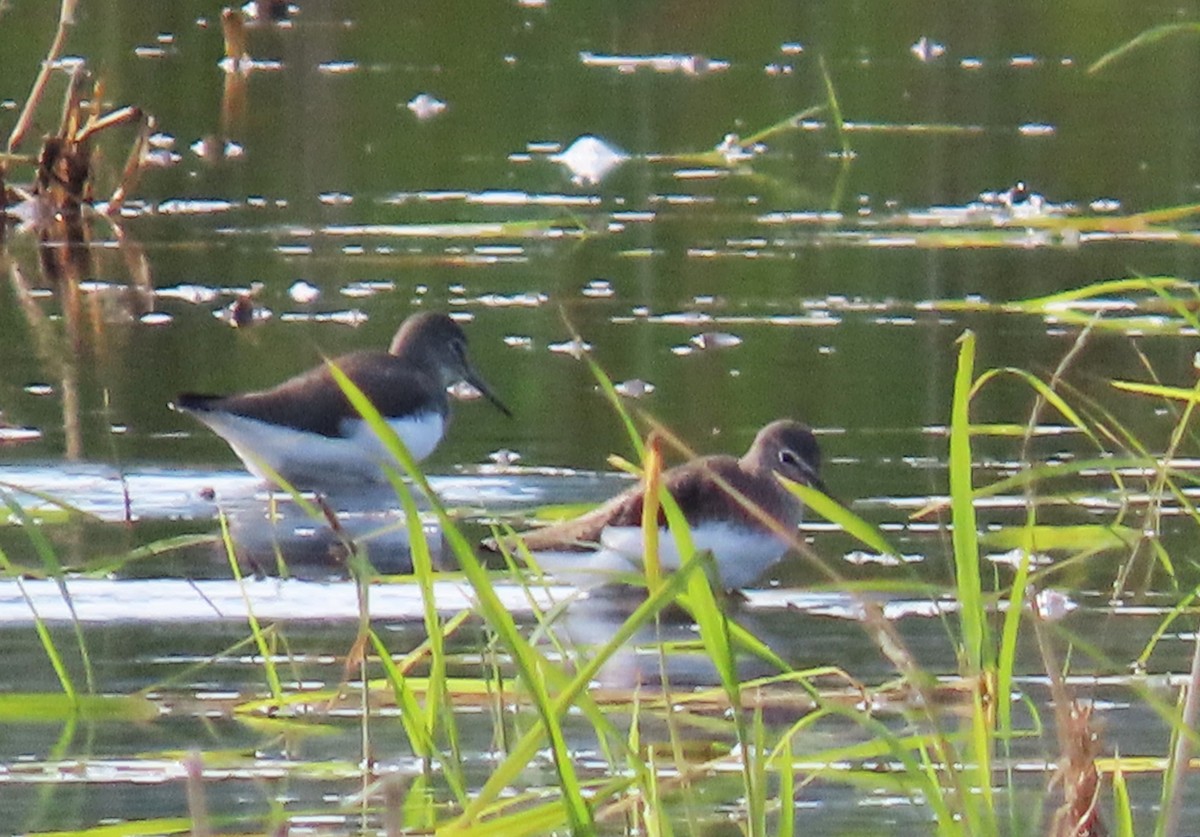 Green Sandpiper - ML646114278