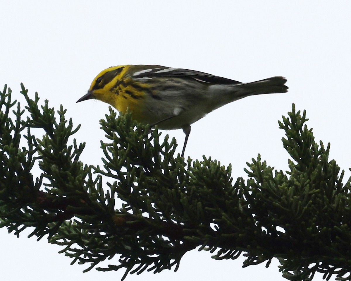 Townsend's Warbler - ML646114279