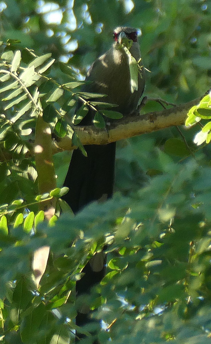 Green-billed Malkoha - ML646114280