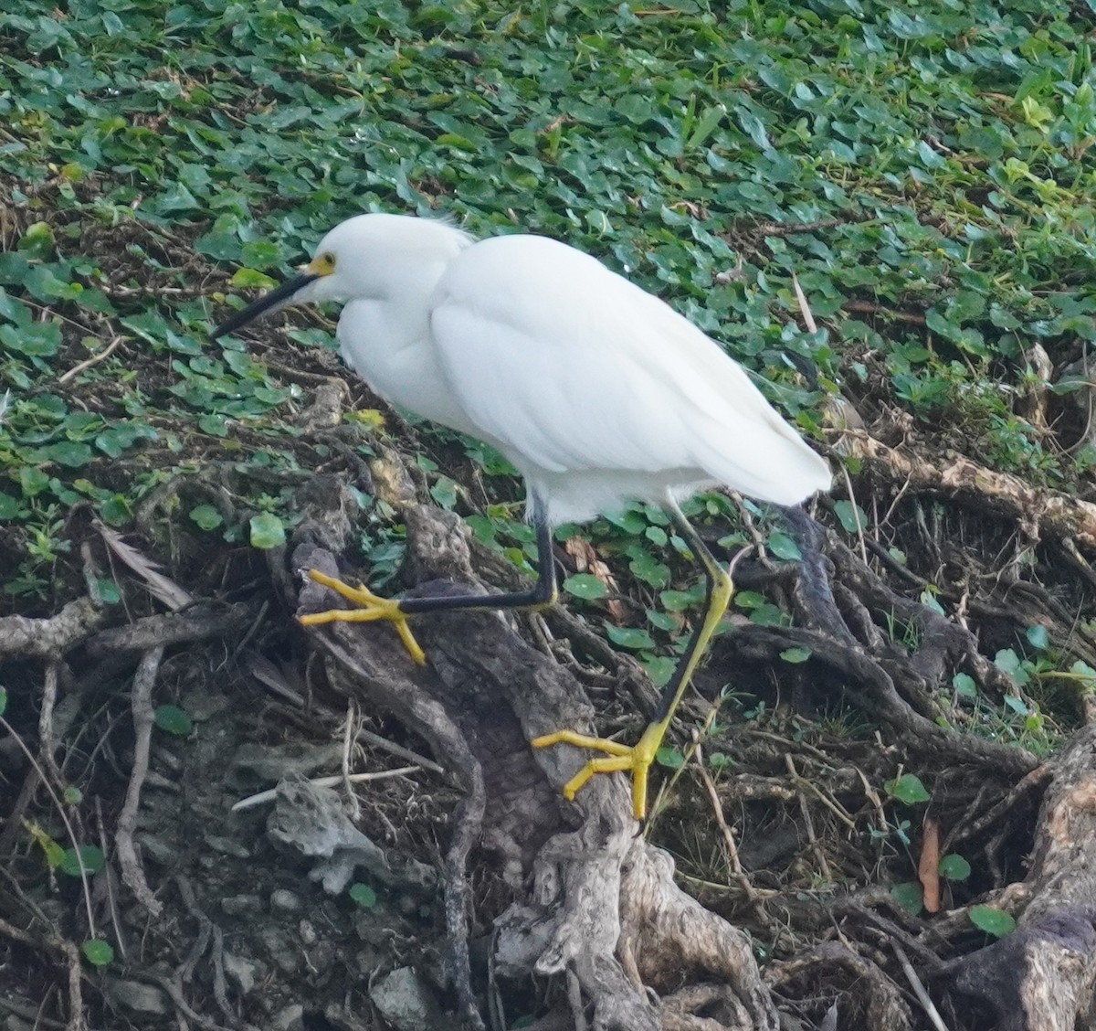 volavka bělostná - ML646114281