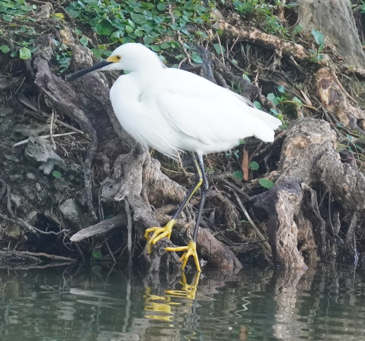 volavka bělostná - ML646114282