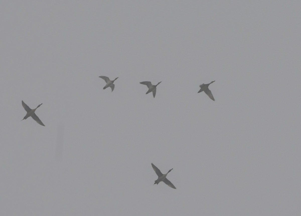 Redhead - ML646114283