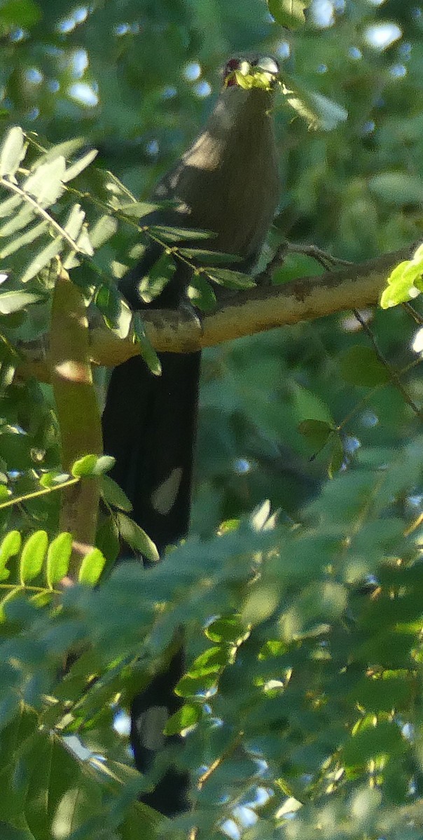 Green-billed Malkoha - ML646114286